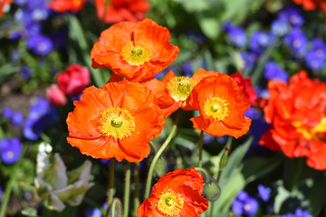 Beautiful Papaver flower nudicaule orange in the garden while on a sunny day