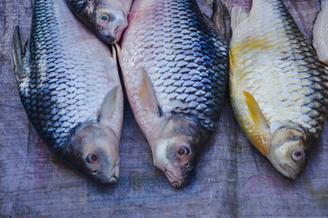 Black carps or black Chinese roach sold in Luang Prabang Morning Market in Laos