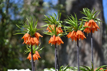Beautiful plant fritillaria imperials, red in the background of the garden, in spring