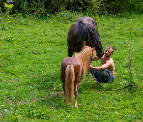 male shepherd ties a horse and pony on pasture
