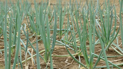New planting of scallion in the field. Scallion is a small and thin onion with a white bottom and a green stem and leaves, usually be used for food and cooking.