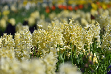 Light yellow hyacinth flower or hyacinthus in spring garden close up. Flowering pastel fragrant...