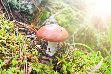 Edible mushroom slippery jack or sticky bun, Suillus luteus in the rays of sunlight. The boletus mushroom grew among moss and lingonberry bushes in the coniferous forest.