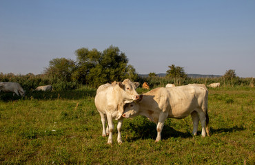 two white cows grazing on green meadow