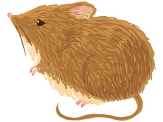 野ネズミの手描き風イラスト