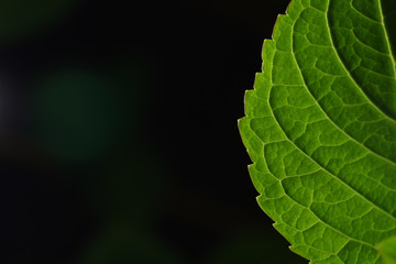Beautiful green leaf of a plant on a black background, picture template for design and place for text