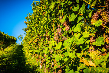 Red grapes on vineyard over bright green background. Autumn sun