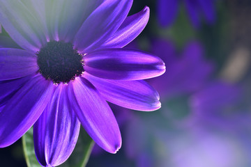Beautiful and bright Osteospermum flower of purple color, very close-up, macro