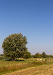 herd of cows pasture on green meadow under big old willow tree