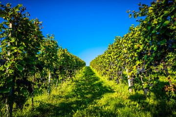 Red grapes rows on vineyard over bright green background. Austria Autumn Landscape