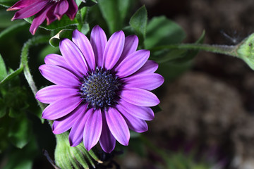 Obraz premium Beautiful and bright Osteospermum flower of violet color, very close-up, macro. Dimorphotheca daisy
