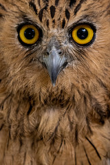 portrait of an owl