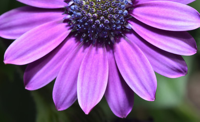 Obraz premium Beautiful and bright Osteospermum flower of violet color, very close-up, macro. Dimorphotheca daisy