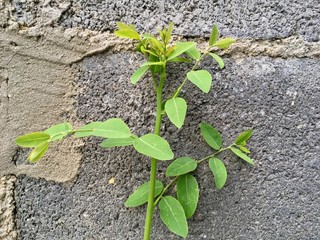 green plant in soil
