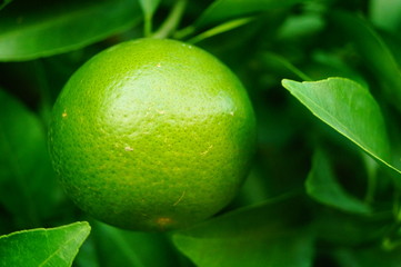 Oranges are growing on the trees, not yet ripe