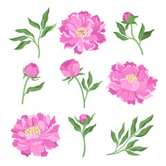 Set of peonies. Vector illustration on a white background.