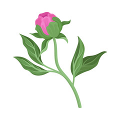 Peony bud. Vector illustration on a white background.
