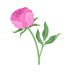 Magnificent bud of a peony. Vector illustration on a white background.