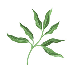 Lush branch of a peony. Vector illustration on a white background.
