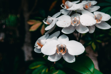 Close up portrait of beautiful flowers, Orchid in the Botanical Garden, Orchidaceae