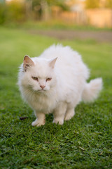 Naklejka na ściany i meble old white fluffy sick cat in the meadow