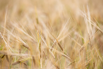 Young wheat grows on the field.