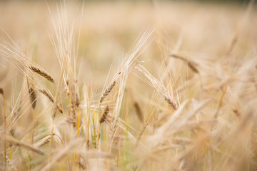 Young wheat grows on the field.