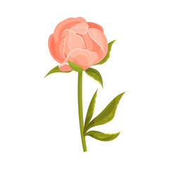 Bud of pale pink peony on an even stem. Vector illustration on a white background.