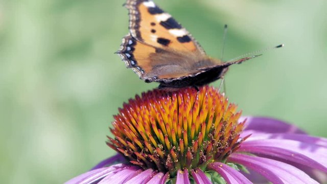 Small tortoiseshell butterfly sits on purple cone flower and eats pollen