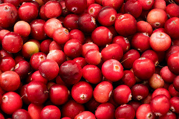 Red berries of cranberry as a background. Macro.