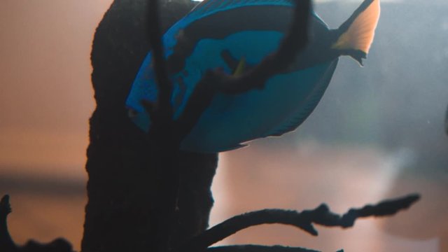 Dory fish swimming in tank with other fish