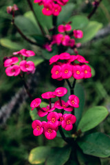 Fototapeta premium Close up portrait of beautiful flowers in botanical garden.