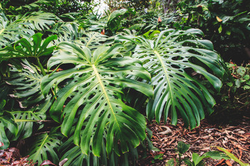Green leaves of Monstera philodendron, plant growing in botanical garden, tropical forest plants, evergreen vines abstract background.