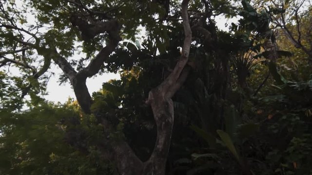 Green trees in Hawaii sun green luscious tropical plants