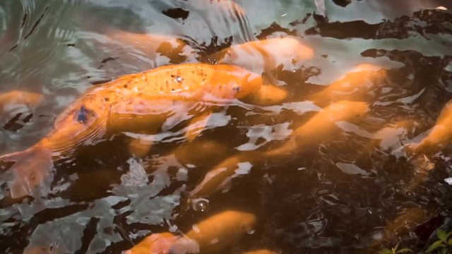 Koi fish in the water feeding on bread in Japan temple