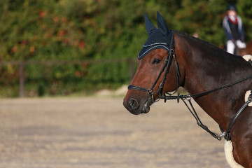 Obraz premium Horse, close-up, in the morning sun on the warm-up arena before the tournament..
