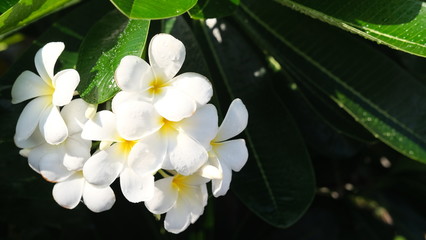 Plumeria flower white and yellow frangipani tropical flower, plumeria flower blooming on the tree, spa flower