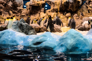 Photo Picture of Wild Penguin Animal Bird Playing