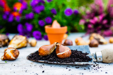 Bulbs of flowers ready for autumn planting.
