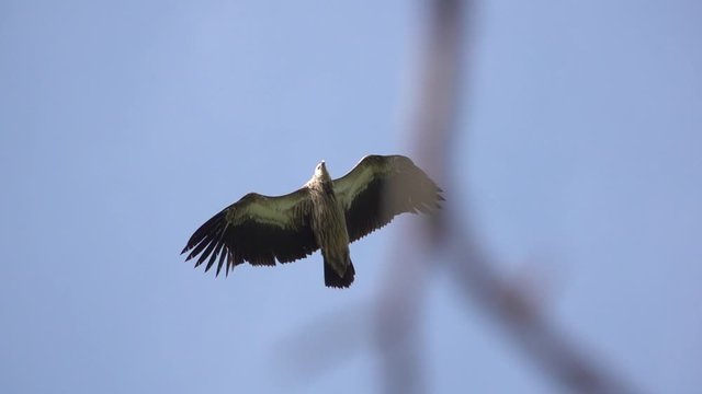 Big bird of prey in flight. Himalayan griffon vulture spreading wings and soaring over clear blue sky looking for prey,HD slow motion.