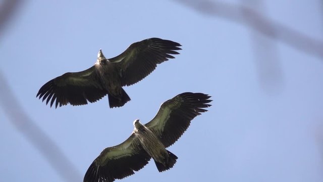 Big bird of prey in flight. Himalayan griffon vulture spreading wings and soaring over clear blue sky looking for prey,HD slow motion.