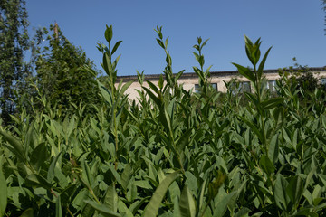 dense shrubs of green color with the background in the background, blue sky and trees