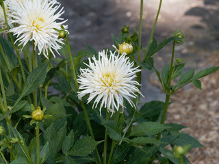 Cactus Dahlia with creamy-white flowers from a greenish yellow heart, superb as cut flowers