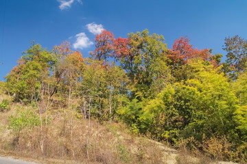 Fototapeta premium view colorful of many Maple trees in forest changing color on the hills in Amphur Kalayaniwattana, Chiang Mai, Thailand.