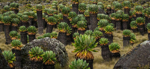 Giant Groundsel (Dendrosenecio Kilimanjari) at Kilimanjaro National Park, Tanzania © natanaelginting