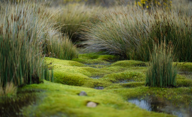 Last Water Point, Kilimanjaro National Park, Tanzania