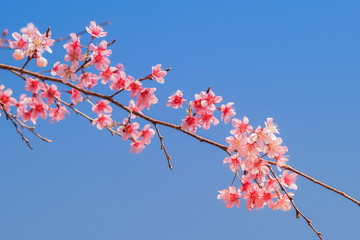 ant't eye view of Thai Sakura (Prunus Cerasoides) cherry blossom on branches with blue sky...
