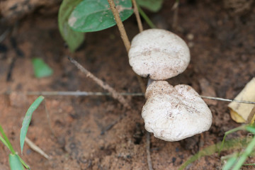 Tropical poisonous mushrooms blossoming in the forest.