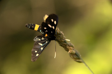 Amata phegea; 9-spotted Burnet Moth in Tuscany