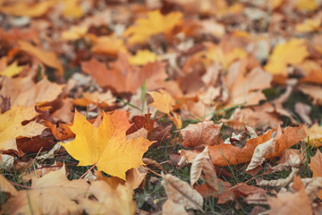 Yellow maple leaf among other dry fallen leaves on the ground in autumn. Close-up, shallow depth of field